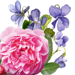 Senteur - Rose, Jasmin et Violette