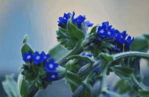 Couleur-indigo-cheveux