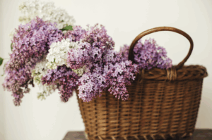 lessive-ecologique-lilas