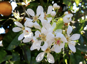 parfum-de-linge--fleurs-doranger