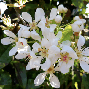 parfum-de-linge--fleurs-doranger