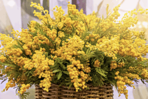 parfum-de-linge-mimosa