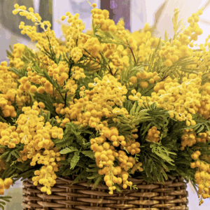 parfum-de-linge-mimosa