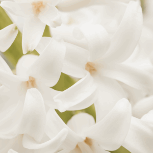 parfum-de-linge-musc-blanc