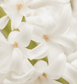 parfum-de-linge-musc-blanc