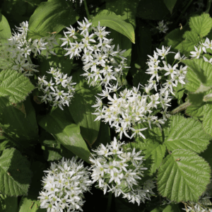 Parfum de Linge Verveine