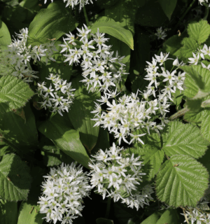 Parfum de Linge Verveine