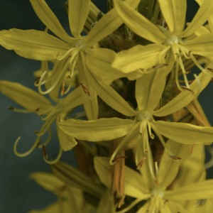 parfum-de-linge-ylang-ylang