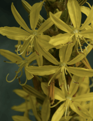parfum-de-linge-ylang-ylang